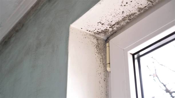 Best Airborne Mold Testing  in Debary, FL