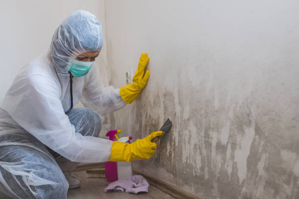 Best Black Mold Removal  in Debary, FL