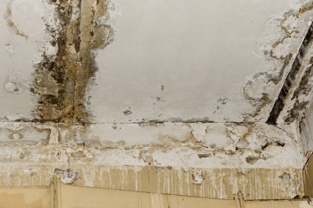 Best Mold Remediation for Healthcare Facilities  in Debary, FL