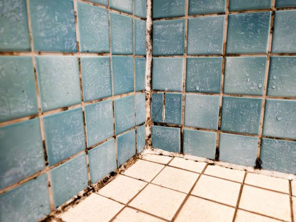 Trusted Debary, FL Mold Removal Experts
