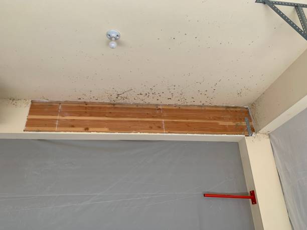 Mold Removal for HVAC Installations in Debary, FL
