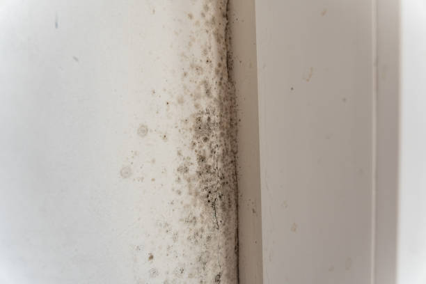 Best Biohazard Mold Removal  in Debary, FL